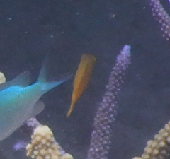 Pomacentrus moluccensis