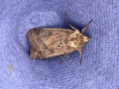 Diarsia rubi