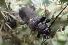 Coenopoeus palmeri