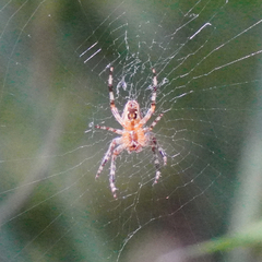 Araneus diadematus