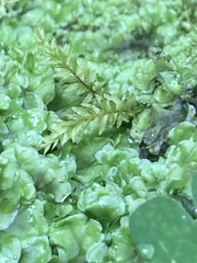 Mniaceae