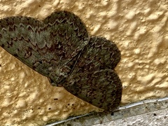 Ophthalmitis herbidaria