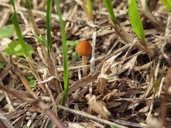 Conocybe