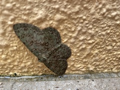 Ophthalmitis herbidaria
