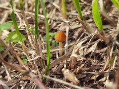 Conocybe