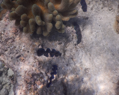 Tridacna crocea