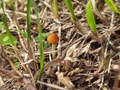 Conocybe