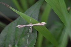 Pterophorinae