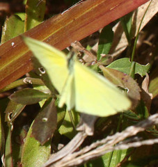 Eurema smilax