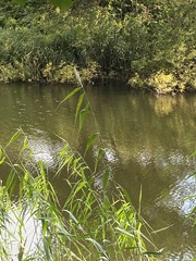 Phragmites australis australis