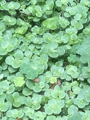 Chrysosplenium oppositifolium