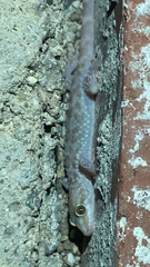 Hemidactylus turcicus