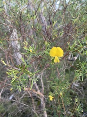 Gompholobium latifolium