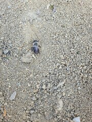 Andrena cineraria