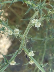 Salsola