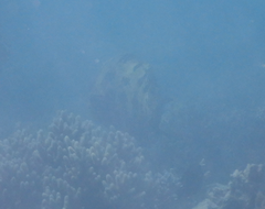 Epinephelus fuscoguttatus