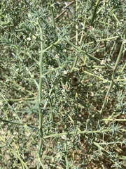 Salsola