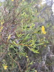 Gompholobium latifolium