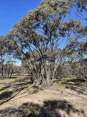Eucalyptus largiflorens