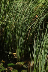 Carex rostrata