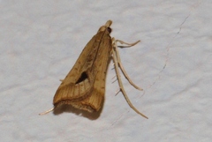 Diasemia monostigma