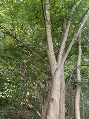 Carpinus betulus