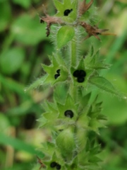 Stachys sylvatica