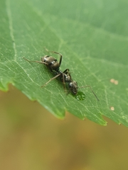Formica fusca
