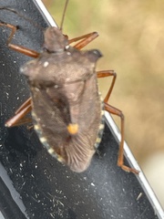 Pentatoma rufipes