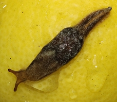 Cystopelta purpurea