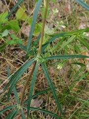 Galium