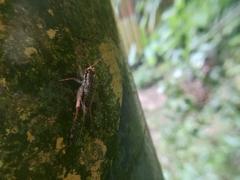 Cardiodactylus guttulus