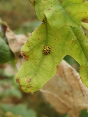 Psyllobora vigintiduopunctata