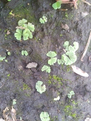 Riccia