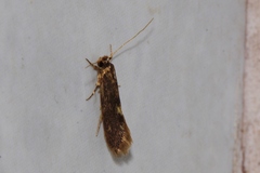 Scythrididae