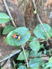 Hemiptera