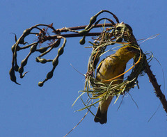 Ploceus cucullatus