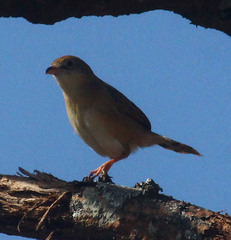 Cisticola