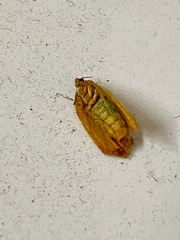 Cacoecimorpha pronubana