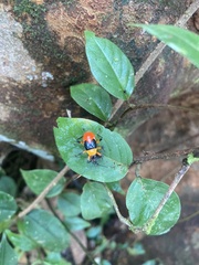 Hemiptera