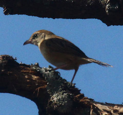 Cisticola