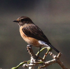 Saxicola torquatus