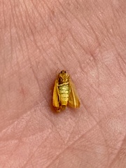 Cacoecimorpha pronubana