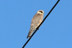 Falco vespertinus