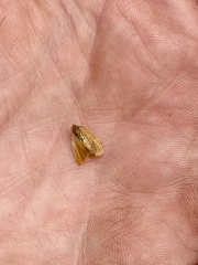 Cacoecimorpha pronubana