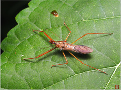 Epidaus sexspinus