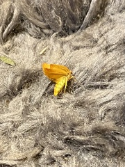 Cacoecimorpha pronubana