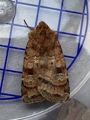 Diarsia rubi