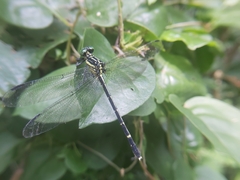 Leptogomphus sauteri