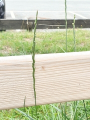 Lolium perenne